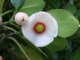 Image result for Clusiaceae