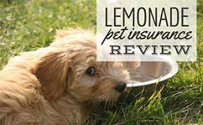 Learn how the cigna informed choice program can help you save money and time. Lemonade Pet Insurance Review A Promising New Provider Caninejournal Com