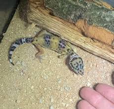 Can Leopard Geckos Eat Wax Worms? – Dragon'S Diet