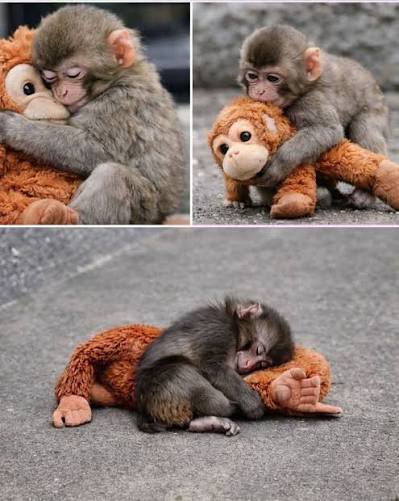 For a moment, everything seemed to pause around little Punch. 🐒🧡 The tiny  Japanese macaque wrapped his arms around his soft orange plush toy &mdash; the  same small companion that has comforted