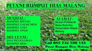 Mata kembang padi (lensa mata berwarna kuning kadang berurat. Ciri Ciri Rumput Jepang Supplier Rumput Gajah Mini Tlp 62 857 3259 0133 Pusat