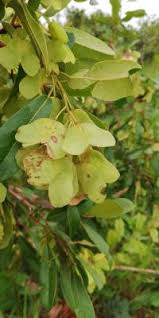 Image result for Hymenocardia