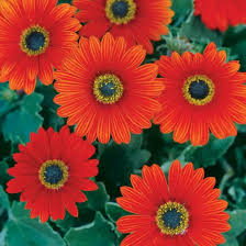 Image result for Arctotis