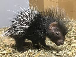 Halloween is just around the. Utica Zoo Welcomes Two Baby Porcupines