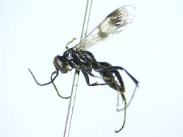 Image result for Empogona sp. A