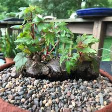 Image result for Begonia