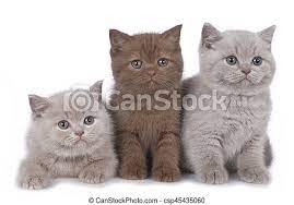 Catgang by @purrrfectpawz follow & tag #_britishshorthaircats_ story feat. Three British Shorthair Kitten Side By Side Isolated Canstock