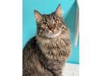 We have one maine coon mixture kitten (dad full maine coon and mom half maine coon) for sale: Maine Coons For Sale In Portland Cats On Oodle Classifieds