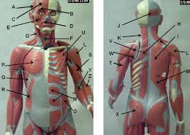 Muscles of the head neck face purposegames. Human Torso Muscles Unlabeled Anatomy Physiology Flickr