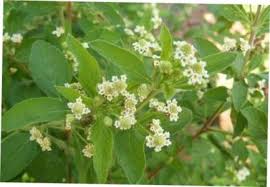 Image result for Lippia plicata