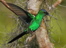 Image result for Landolphia cuneifolia