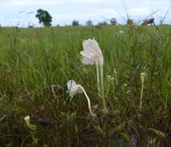 Image result for Rhamphicarpa