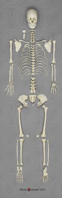 Ct, mri, radiographs, anatomic diagrams. Human Female European Disarticulated Skeleton Bone Clones Inc Osteological Reproductions