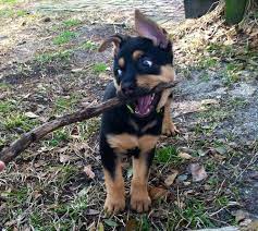 Check spelling or type a new query. 11 Crazily Cute Rottweiler Mixes You Have To Check Out Now