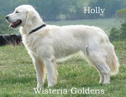 Full grown green golden retriever. Holly English Golden Wisteria Goldens English Golden Retrievers Dogs Golden Retriever White Golden Retriever Puppy