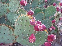 Those are the findings of a recent study by researchers from the university the group had set out to look at how successful different varieties of cactus pear would fare in warm, dry climates. Prickly Pear Jam Pear Jam Prickly Pear Jelly Prickly Pear