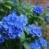 It seems like your eye is drawn to every sun loving plant in the greenhouse and there are no exciting options for your shady perennial flower garden. 1