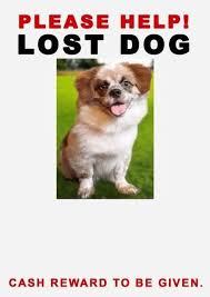 A missing poster is a printed sign sent to inform that an individual or several people have gone missing. 20 Best Lost Cat Dog Flyer Poster Templates Word Psd