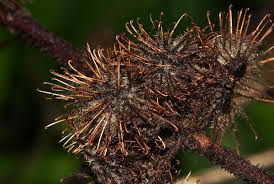 Image result for Triumfetta pilosa