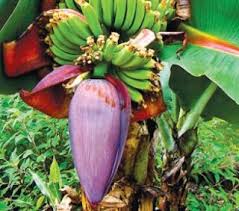 Cara Mengolah Jantung Pisang Agar Tidak Pahit Cara Memasak Jantung Pisang Agar Tidak Pahit Mengolah Jantung Pisang Menjadi Dendeng Pisang Cara Memasak Memasak