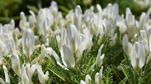 Image result for Astragalus