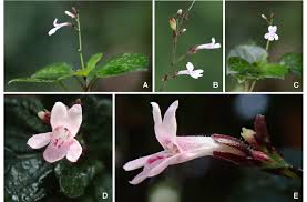 Image result for Isoglossa