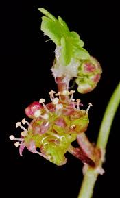 Image result for Hydrocotyle sibthorpioides