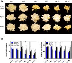 Feb 28, 2020 · attractive bouquets and arrangements combine strong structural elements with fillers and foliage to bulk out and meld the dominant ingredients. The Nop 1 Peptide Derived From The Central Regulator Of Ethylene Signaling Ein2 Delays Floral Senescence In Cut Flowers Scientific Reports