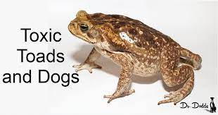 American toads have one of the most notable calls of all toads. Toxic Toads In The United States Hemopet