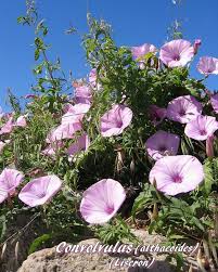 Image result for Convolvulus aschersonii