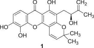 Image result for Garcinia volkensii