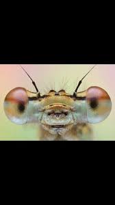 74 engineering services companies in anaheim, california. Discreet Pest And Rodent Solutions Local Service Anaheim California 10 Photos Facebook