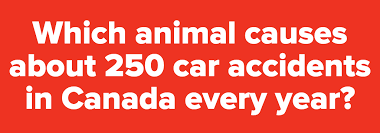 For many people, math is probably their least favorite subject in school. Quiz Canadian Trivia Quiz
