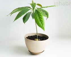Brad canning posted a tutorial revealing how the process requires little effort. How To Grow An Avocado Tree From Seed