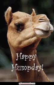 The website could potentially serve as a way for trump to maintain a presence on the internet. Pin By Laura Peaire On Gifs Hump Day Quotes Camels Funny Wednesday Hump Day
