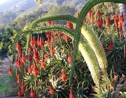 Image result for Aloe arborescens × musapana