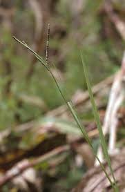 Image result for Paspalum scrobiculatum
