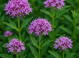 Image result for Valerianaceae