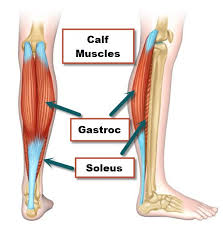 What do you prefer to learn with? Anatomy Of Knee