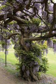 Somerleyton Hall 25 05 2009 Wisteria Tree Beautiful Tree Dream Garden