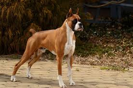 Advertise your puppy for sale or for adoption in just a few steps! Boxer Dogs Tumblr Boxer Breed Boxer Dogs Dog Anatomy