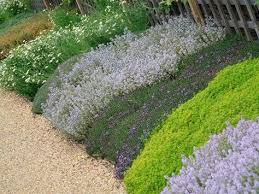 10 Couvre Sols Persistants Qu Il Faut Avoir Dans Son Jardin Jardins Amenagement Jardin Terrasse Jardin