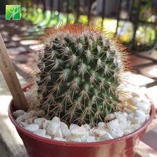 A collection of approximately 150 cacti, some columnar, some spherical or hemispherical, with a compact growth habit it is densely covered with white hairs and hooked thorns and bears small reddish flowers. Spring Bloom Season Decoration Cactus Live Plant Spiny Pincushion Cactus Mammillaria Spinosissima Buy Decoration Cactus Cactus Live Plant Mammillaria Spinosissima Product On Alibaba Com