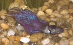 The betta fish (also known as siamese fighting fish) is an incredibly popular freshwater fish who's beautiful and vividly colored tails can be found elegantly swimming in aquariums all around the world. Why Did My Betta Fish Die Aquariumnexus