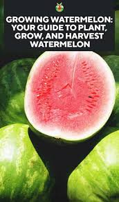 This area will be a yellow color if the watermelon is ripe. Growing Watermelon Your Guide To Plant Grow And Harvest Watermelon