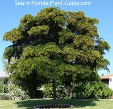 Following correct cultural practices when growing olives can reduce your chances of tree loss from pests and black scale is also a pest of citrus in florida, so if you have olives planted near citrus orchards you should. Shady Lady Black Olive Tree Black Olive Tree Olive Tree Olive Trees Landscape