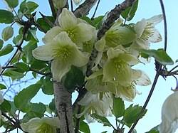 Image result for Clematis uhehensis