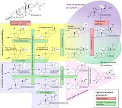 Steroid Hormone Wikipedia