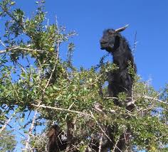 Image result for goat tree