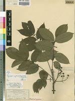 Image result for Fagaropsis